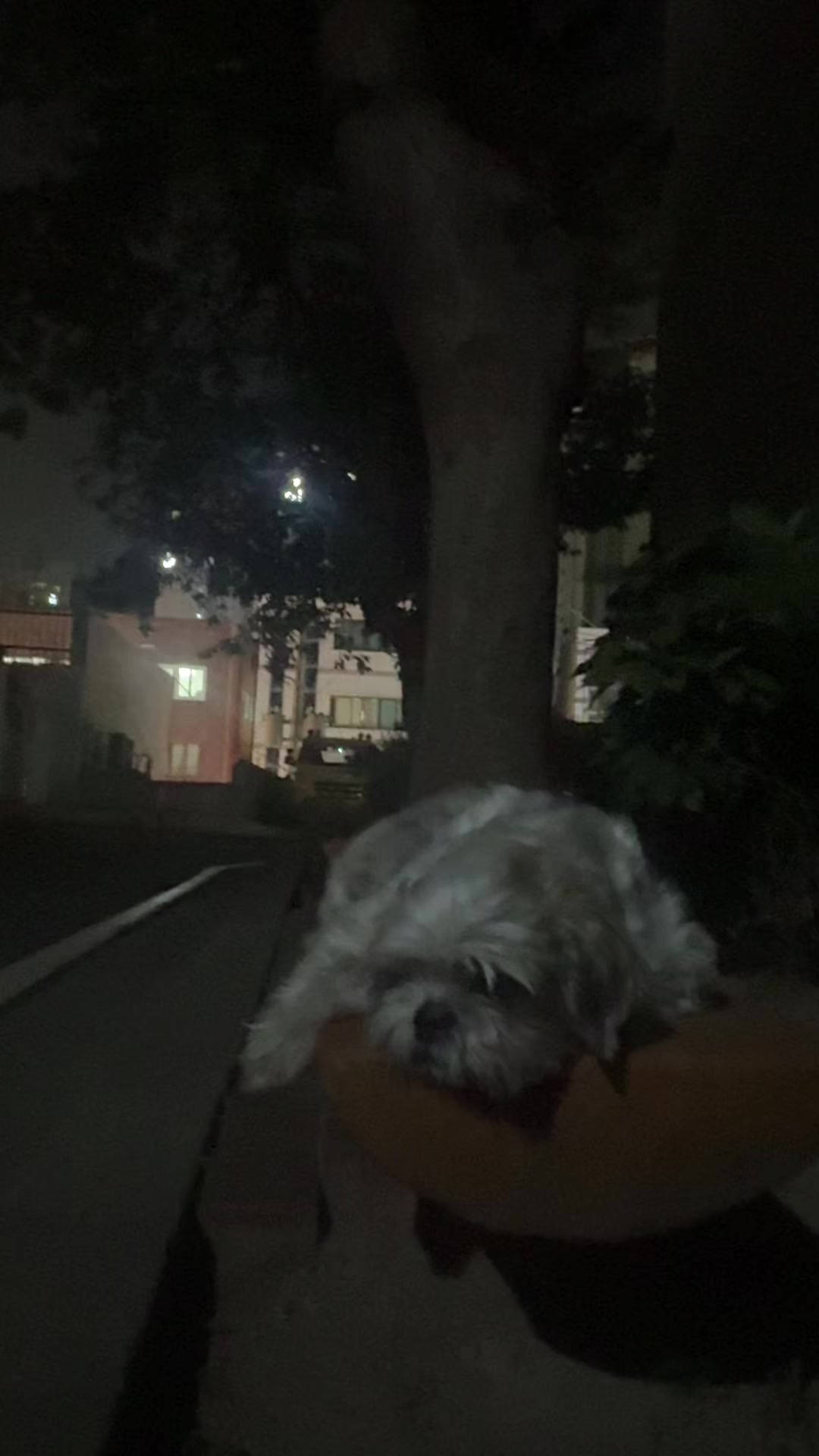 @시츄 포비