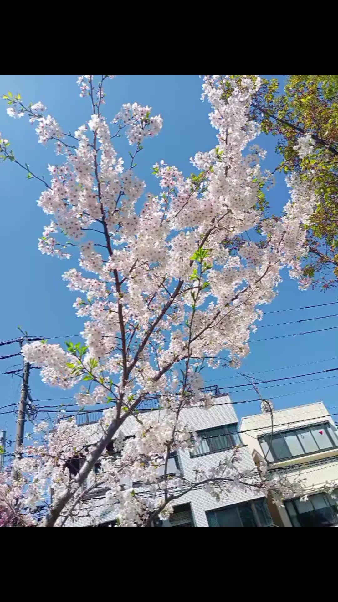 @𝚂ᥫ᭡