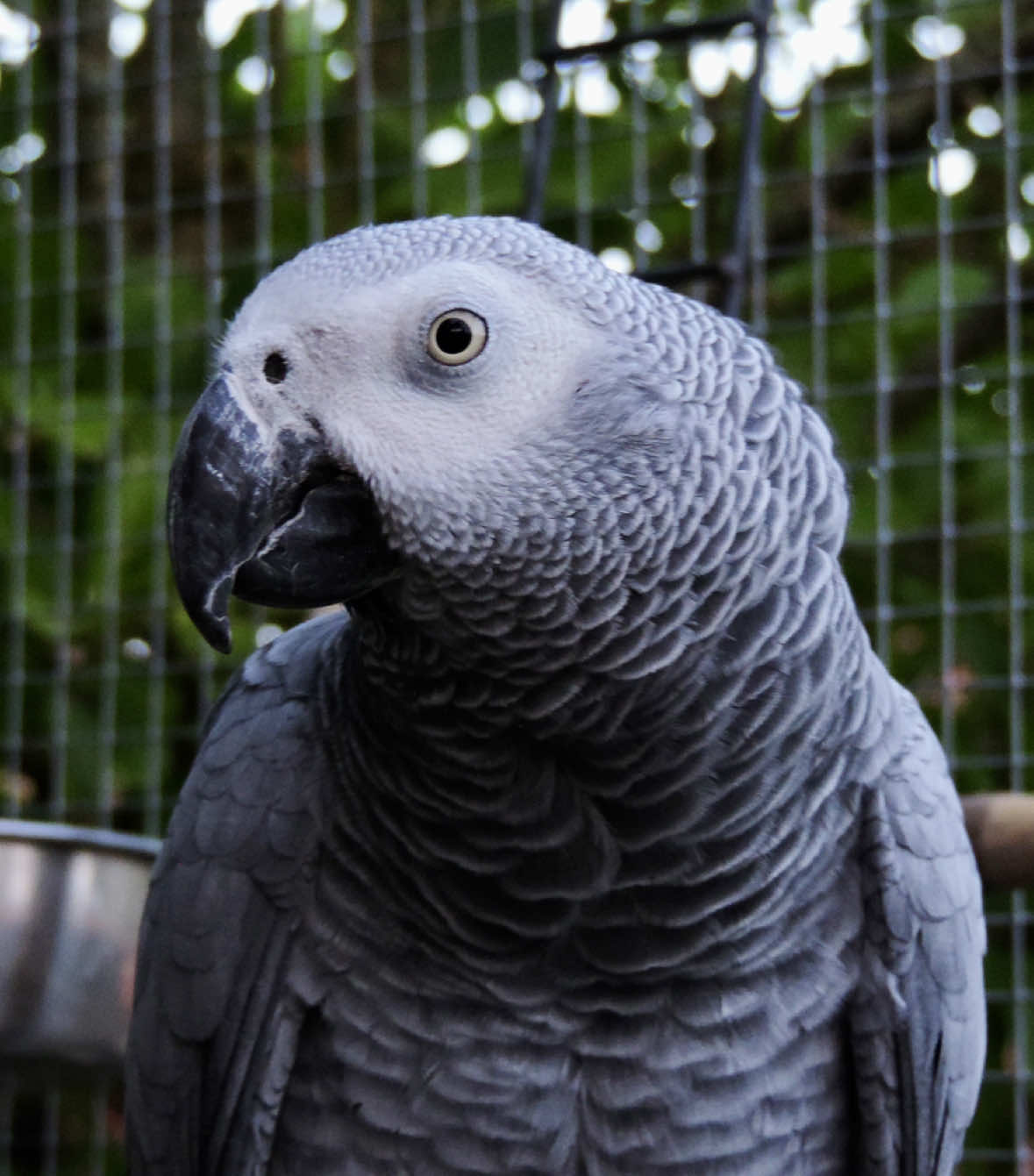 @(Célia)BeHappyWithParrots🦜