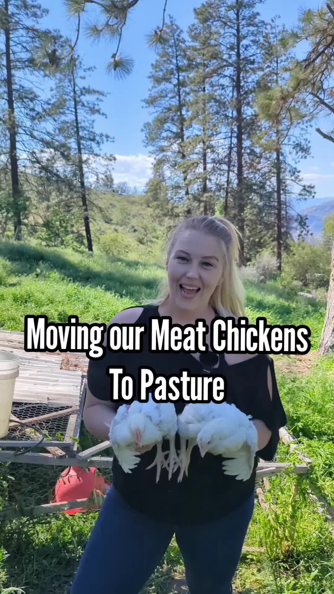 @MountainSpringHomestead