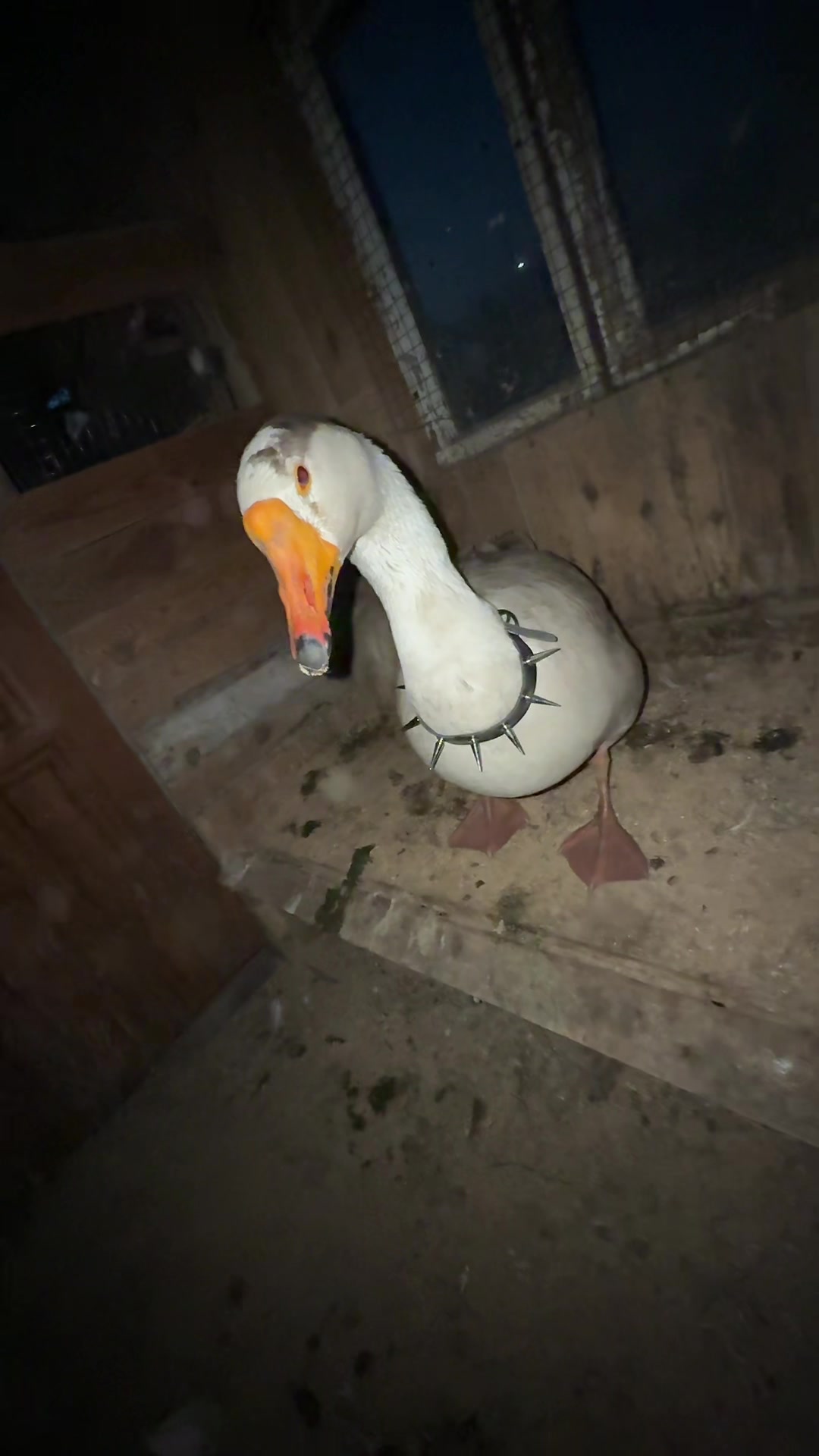 @goose_semyon