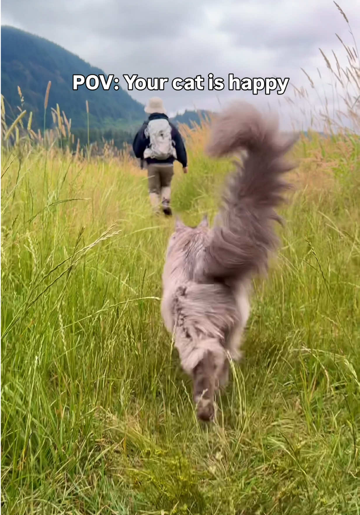 @Mugen the Maine Coon ๐จ๐ฆ