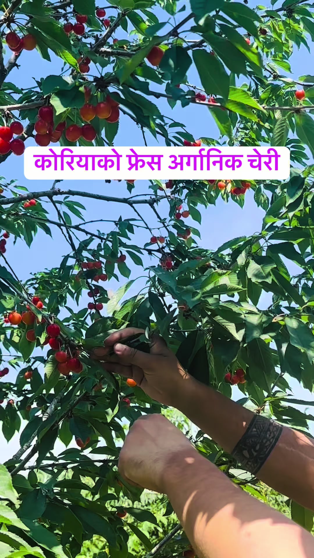 @Anand Bahadur Syangtan🇳🇵🇰🇷