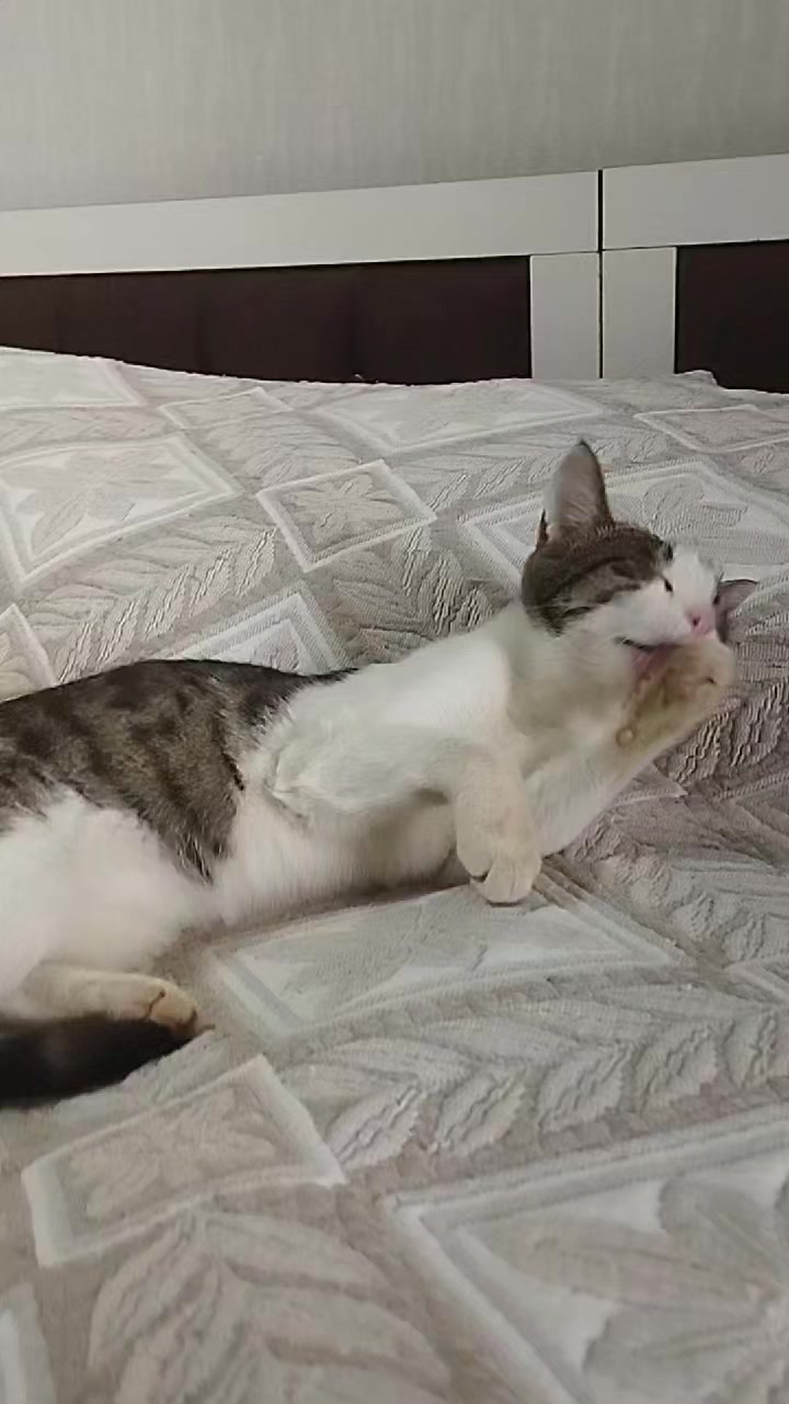 @🐾