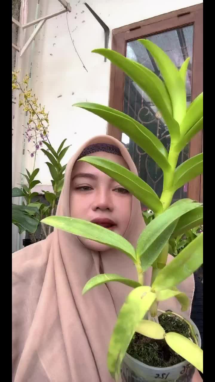 @Anggina Orchid