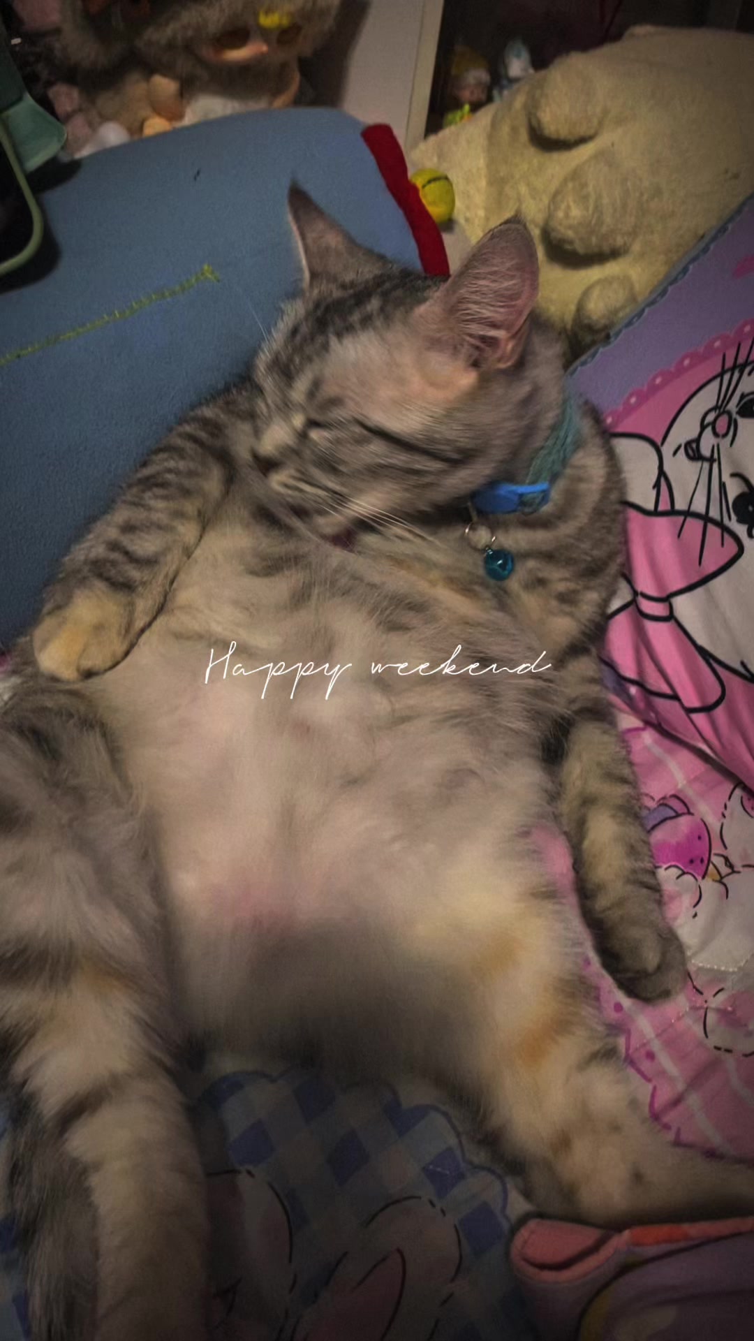 @🧧เปาเฮง🧧รีวิวแมว🐱