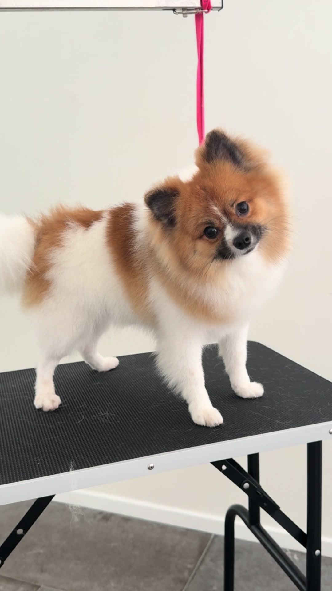 @Julia_theGroomer