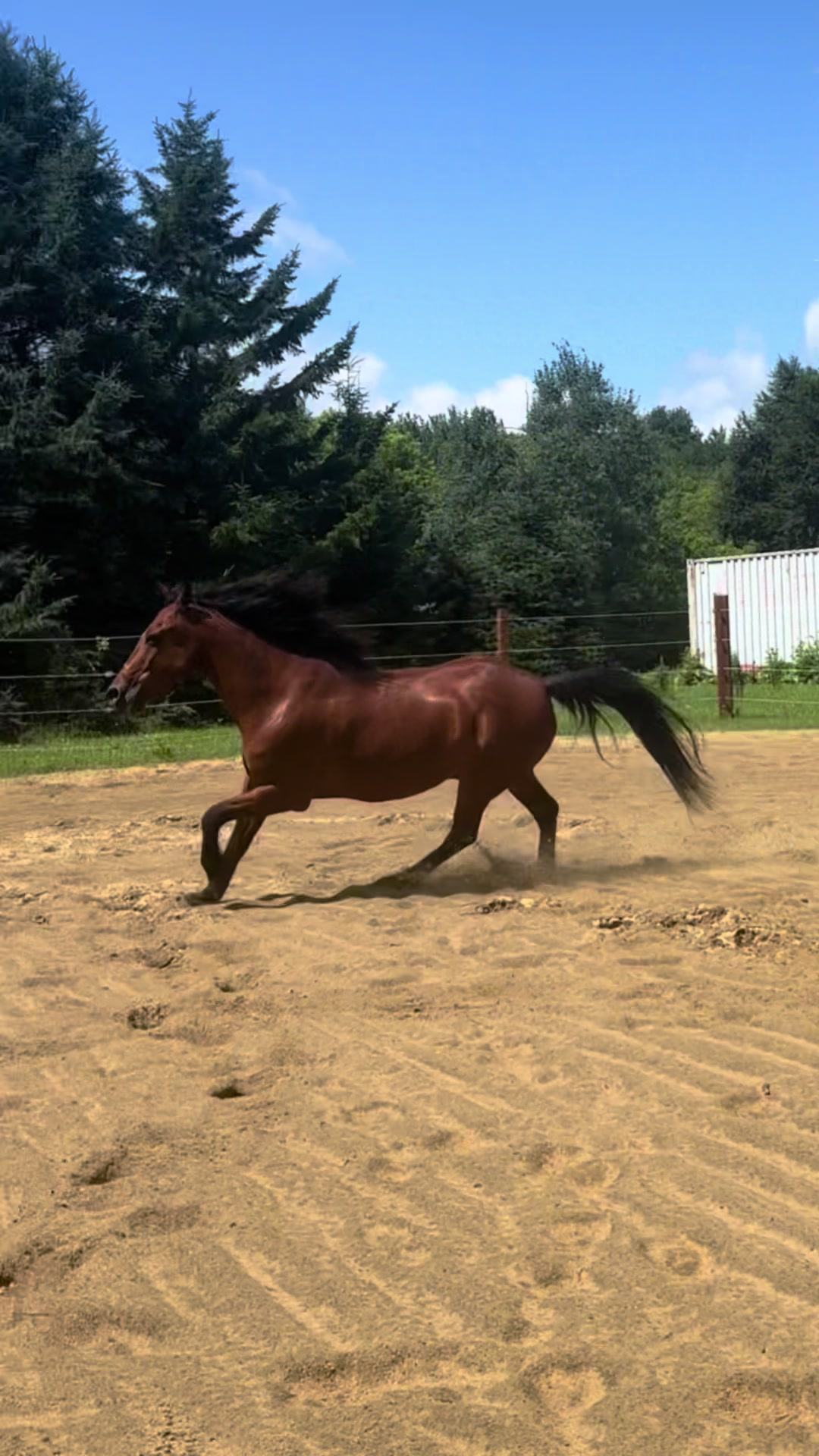 @🐴✨| M&M ranch |🐴✨