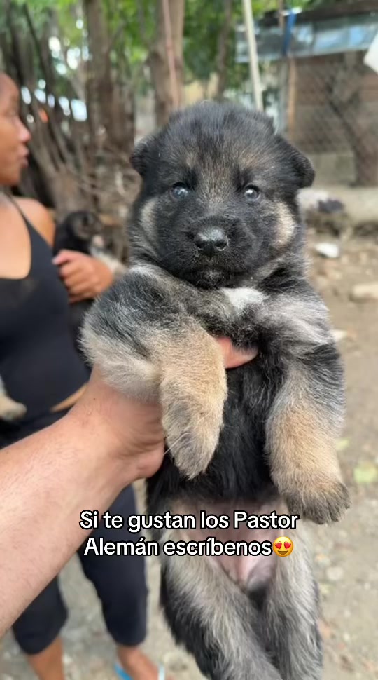 @Dogsr_rd1