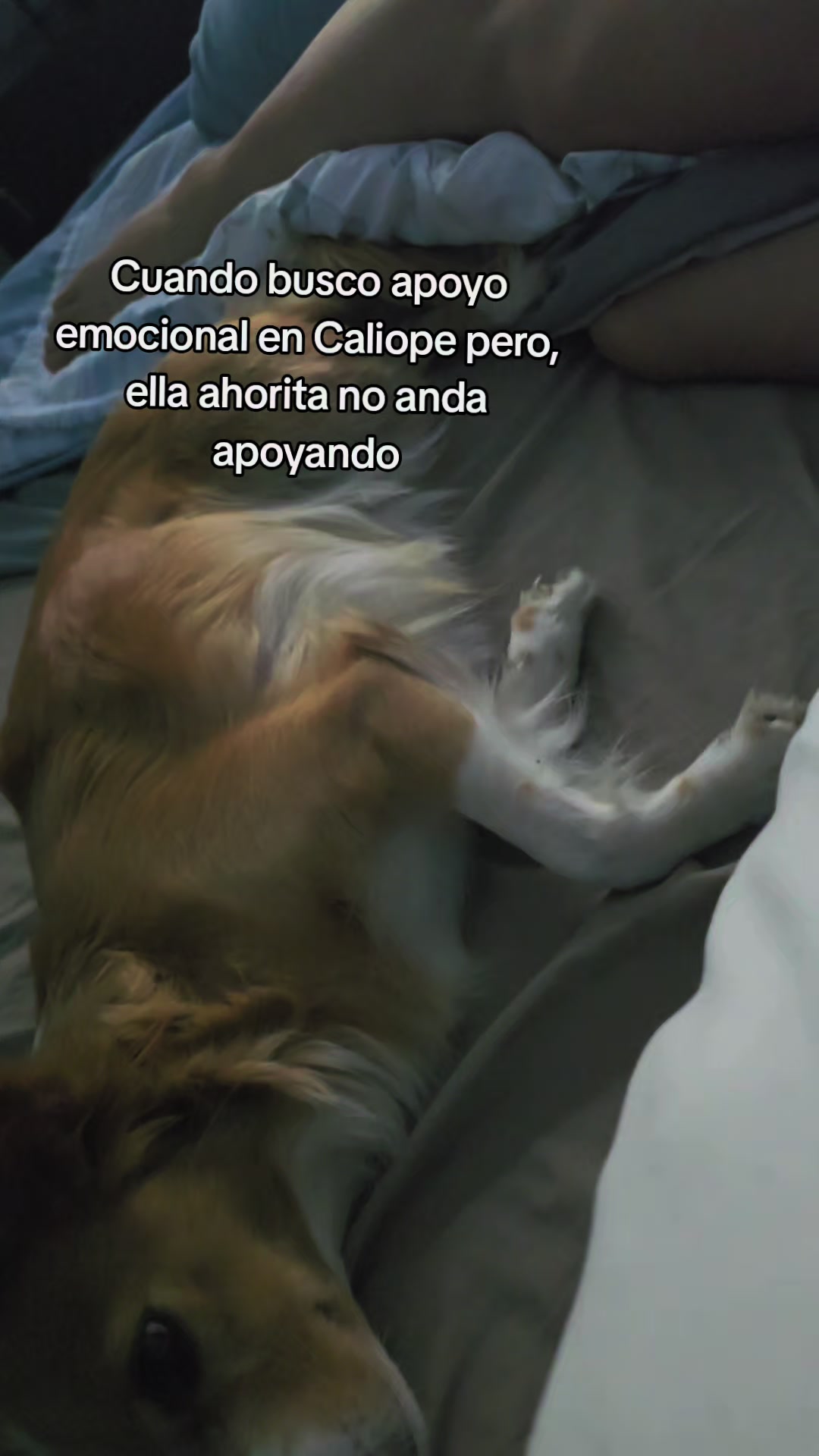 @Chica Cocodrilo