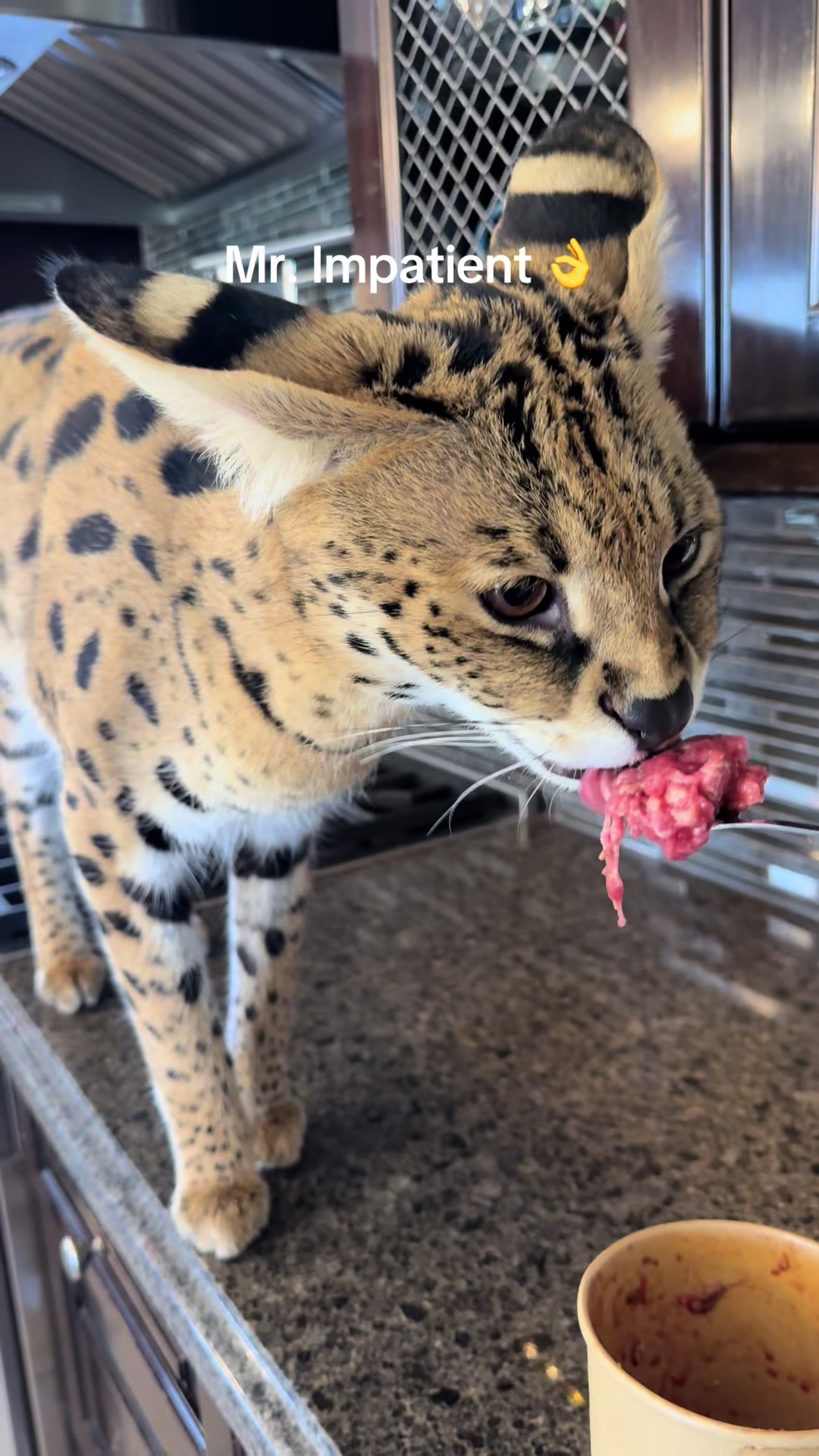 @milo the serval