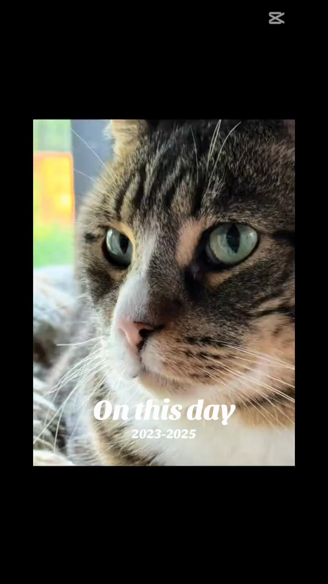 @North Toronto Cat Rescue