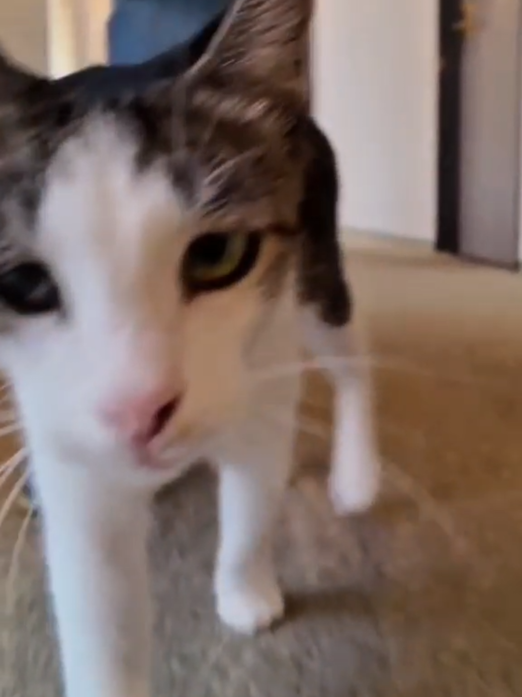 @感動猫動画