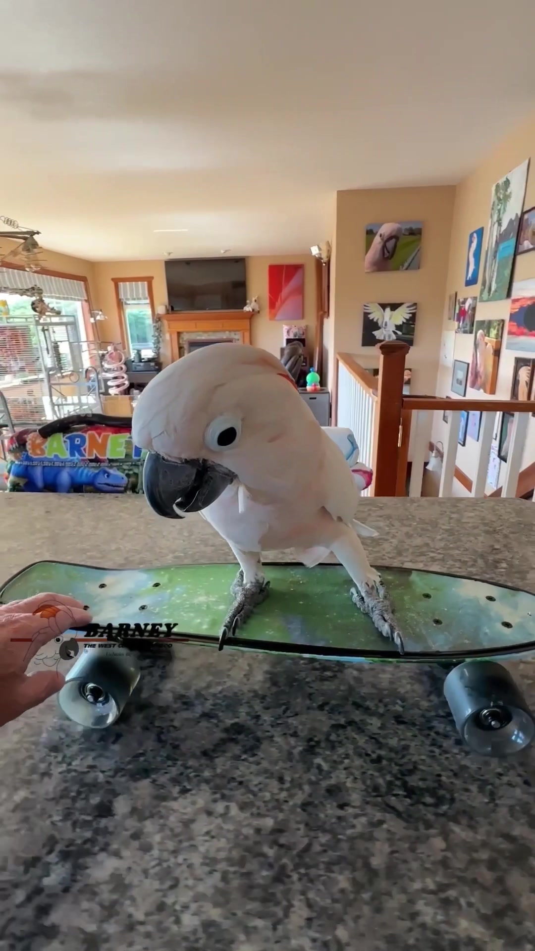 @Barney the West Coast Cockatoo