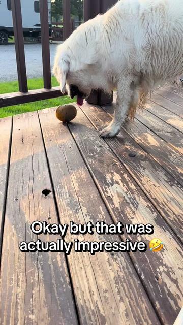 @archie.and.the.egg
