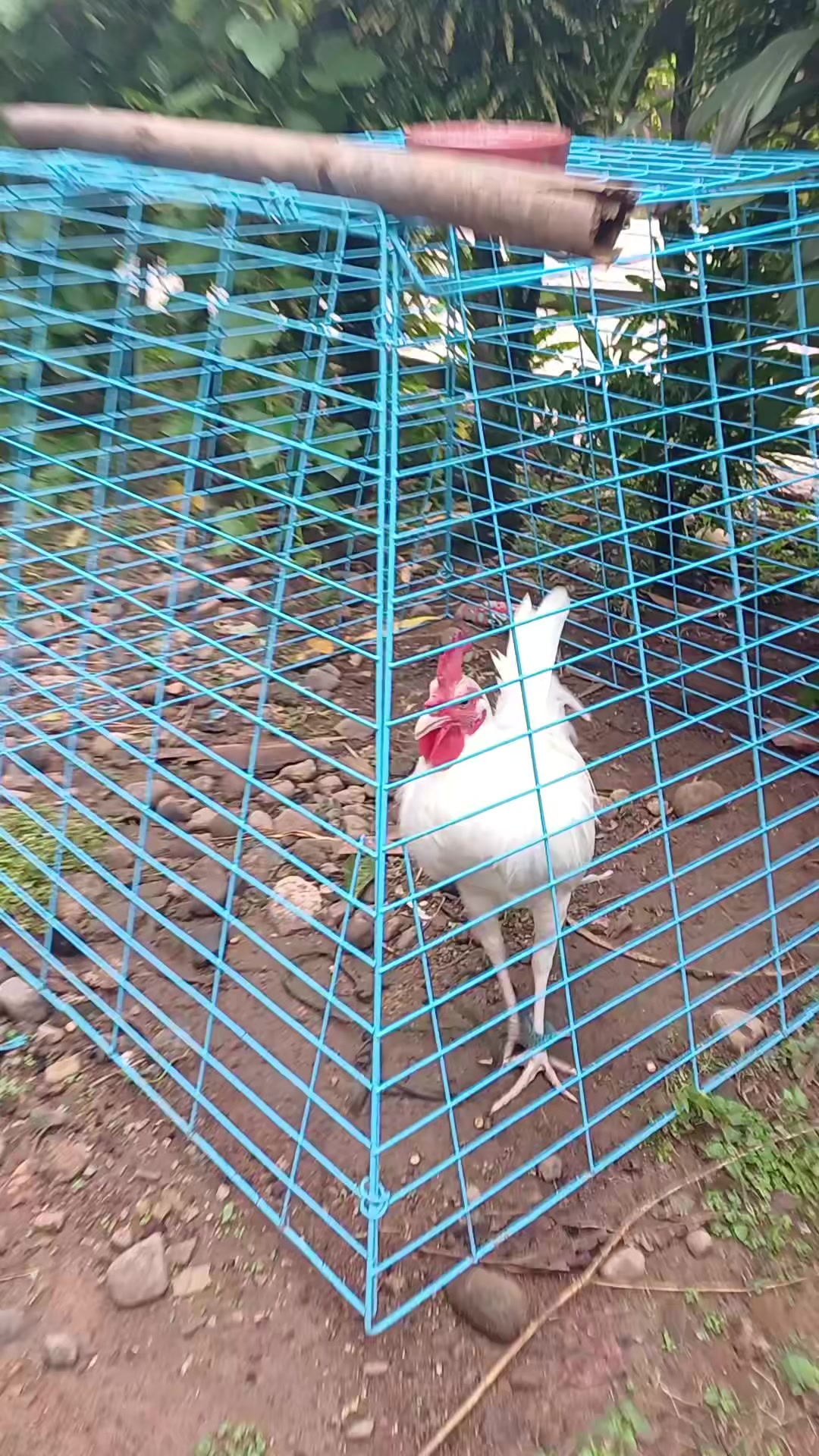 @6ix 2wo 1ne GameBirds