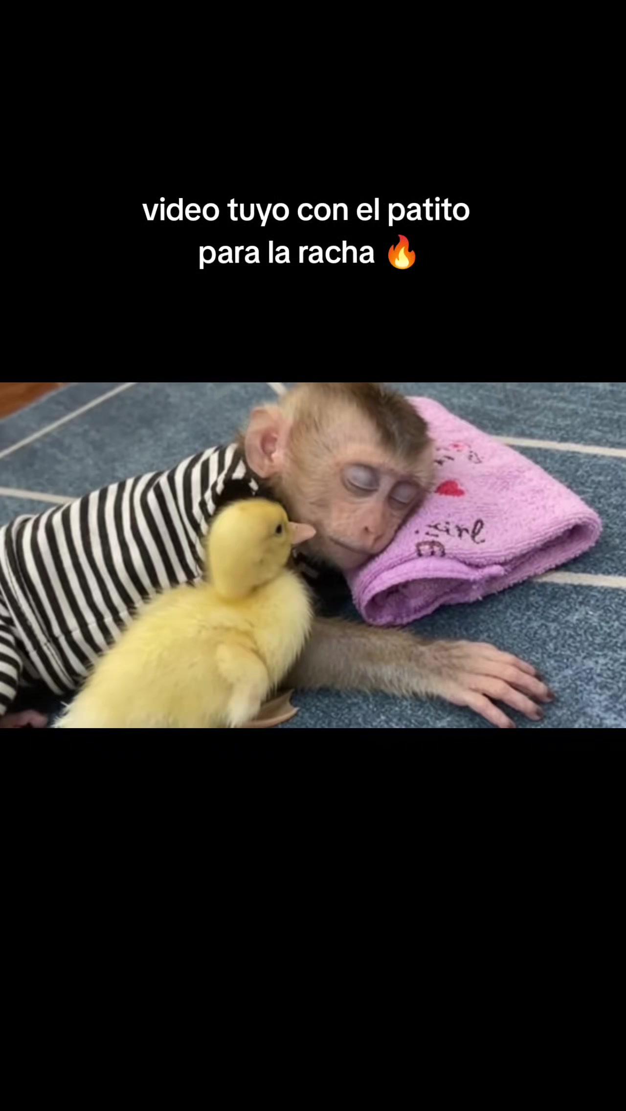 @RabPesito 🔥