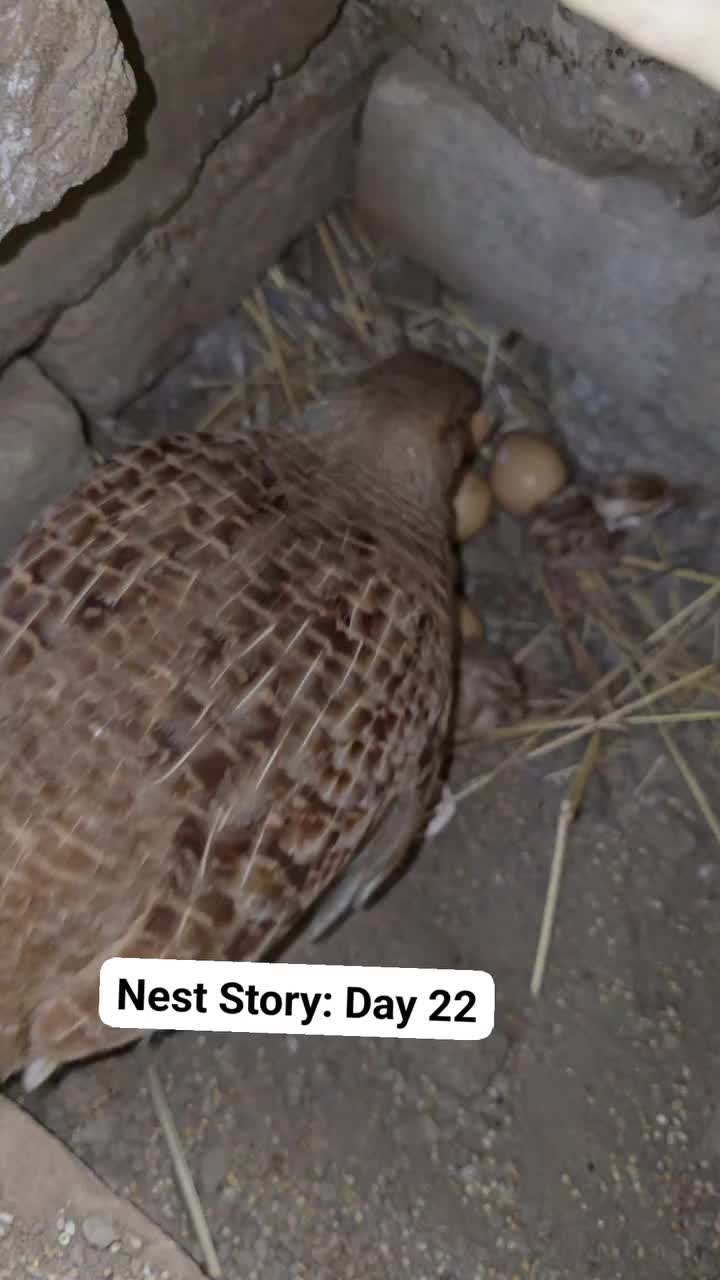 @Birds Lover