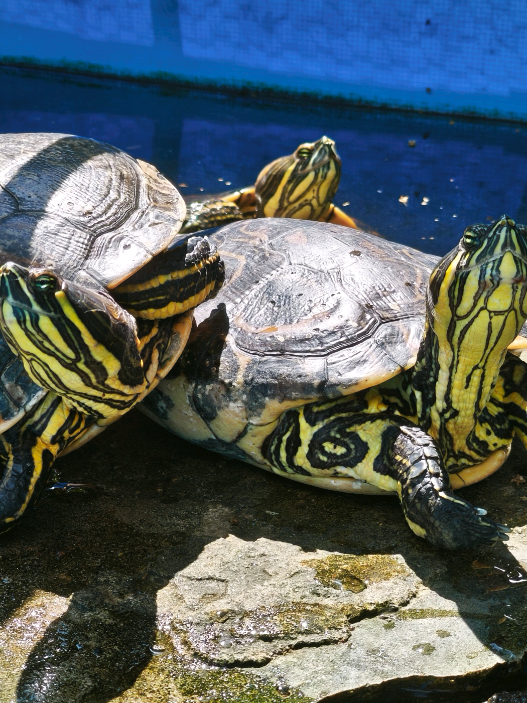@DellGtz🐢🌺