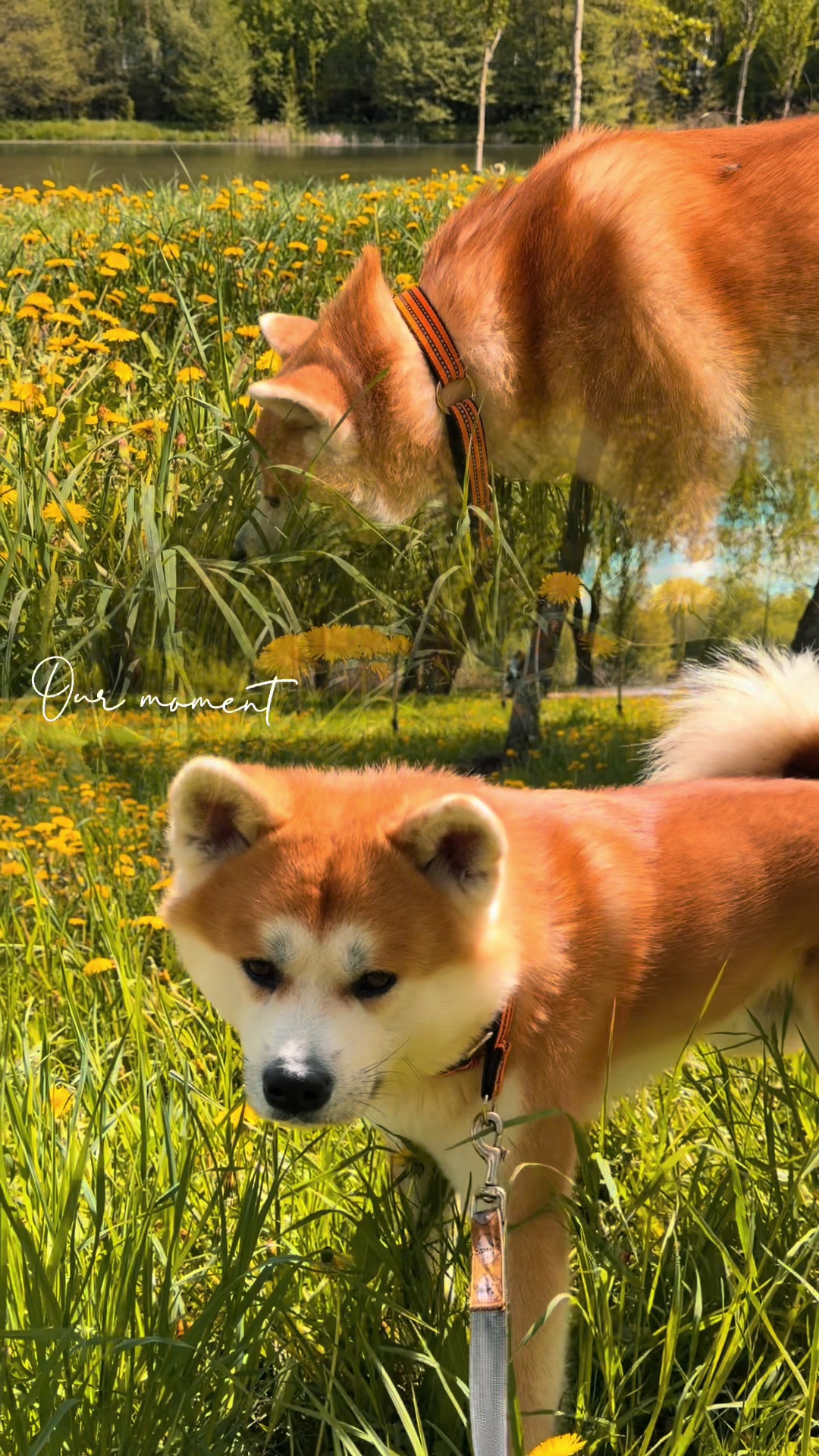 @oh_myakita