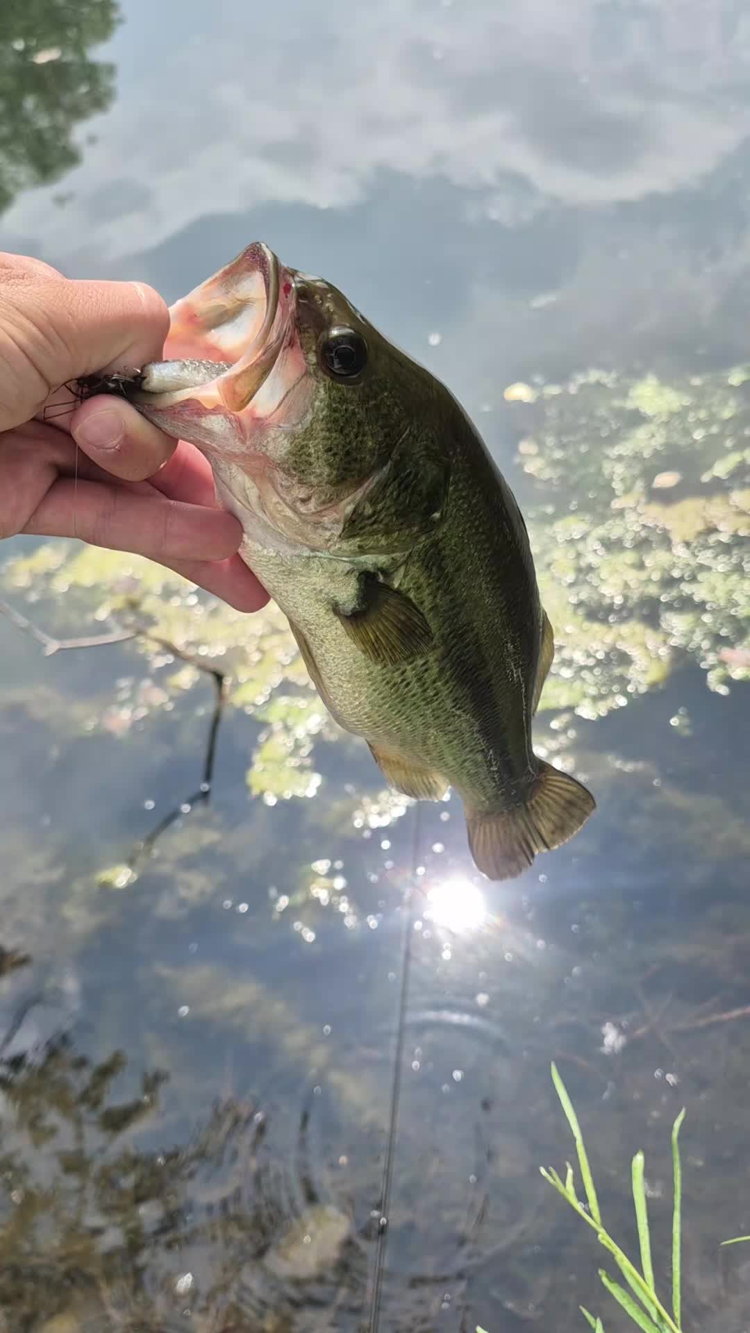 @AustinFishes