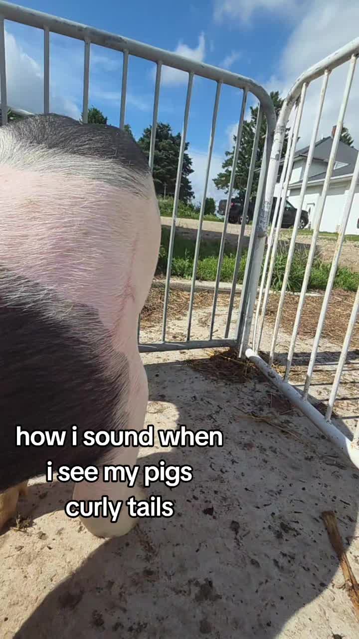 @nat shows🐑🐏🐄🐖