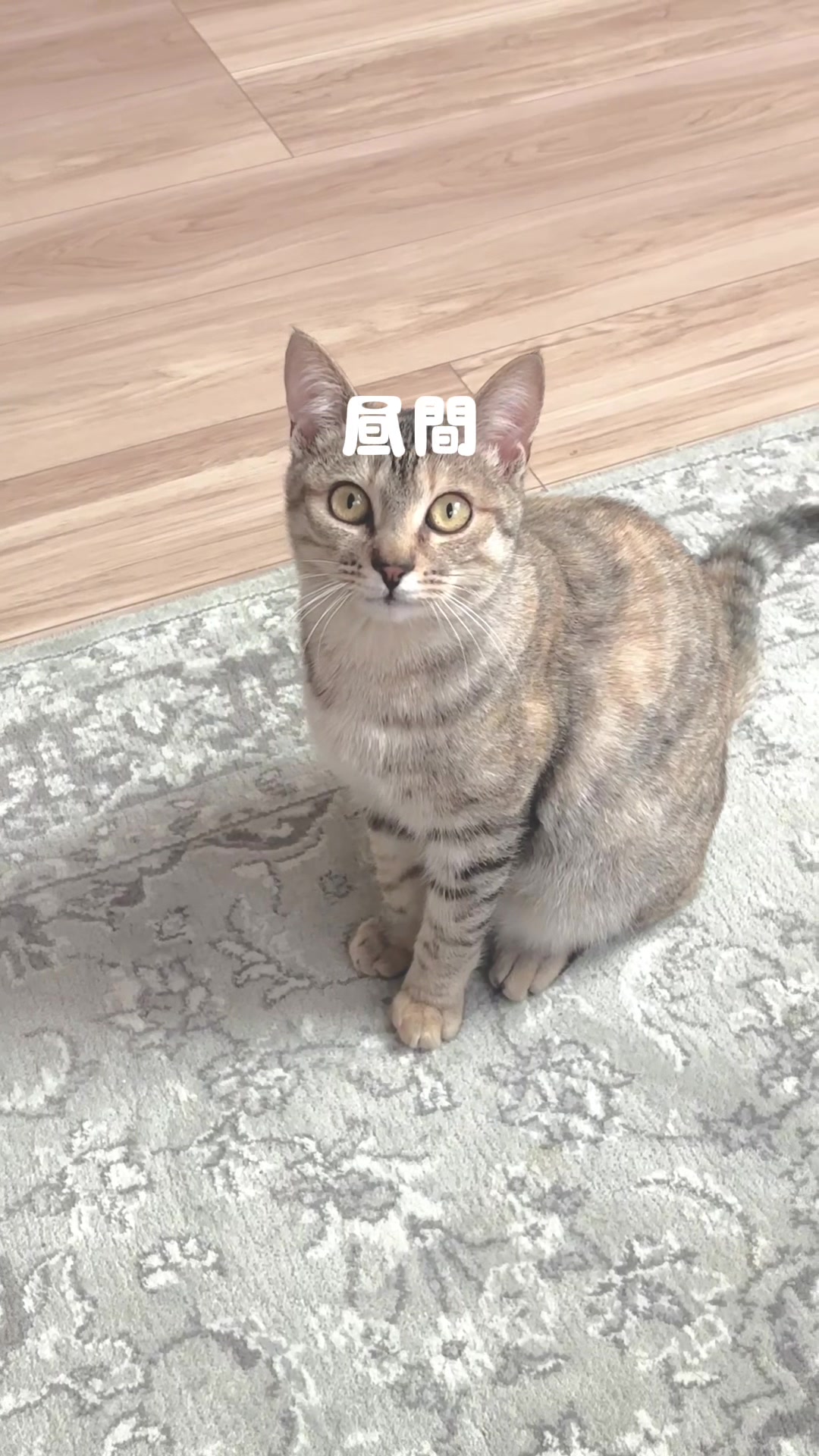 @飼い主とネコたち