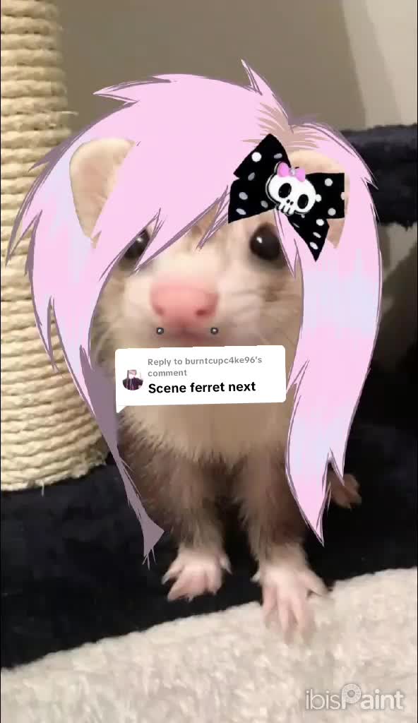 @Sealie 🦭🍮