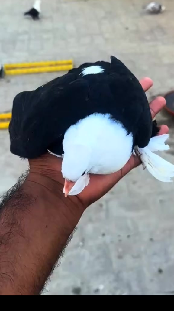 @𝐏𝐈𝙂𝝚𝝤𝝢𝙎𓅛