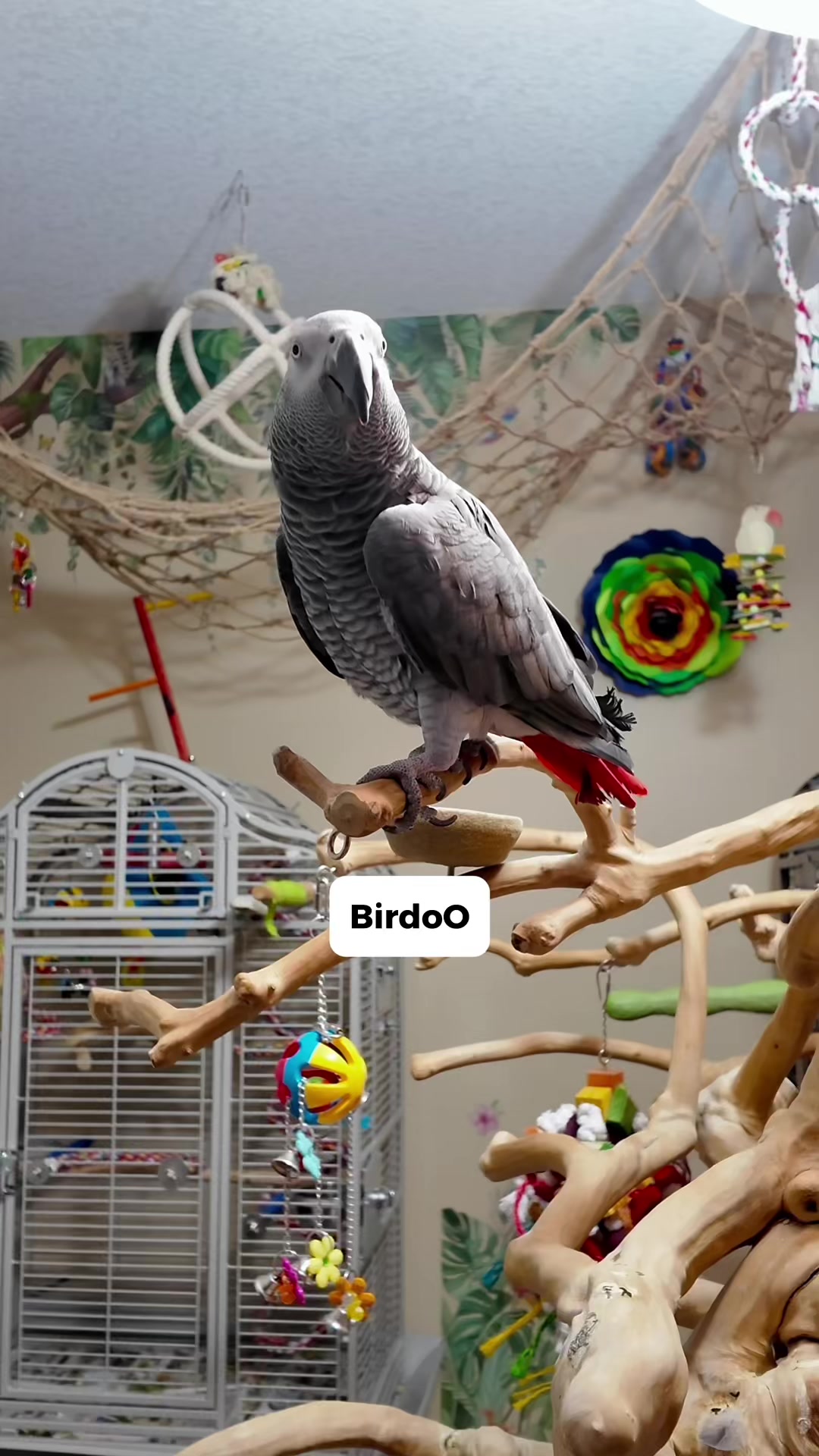 @Gizmo The Grey Bird