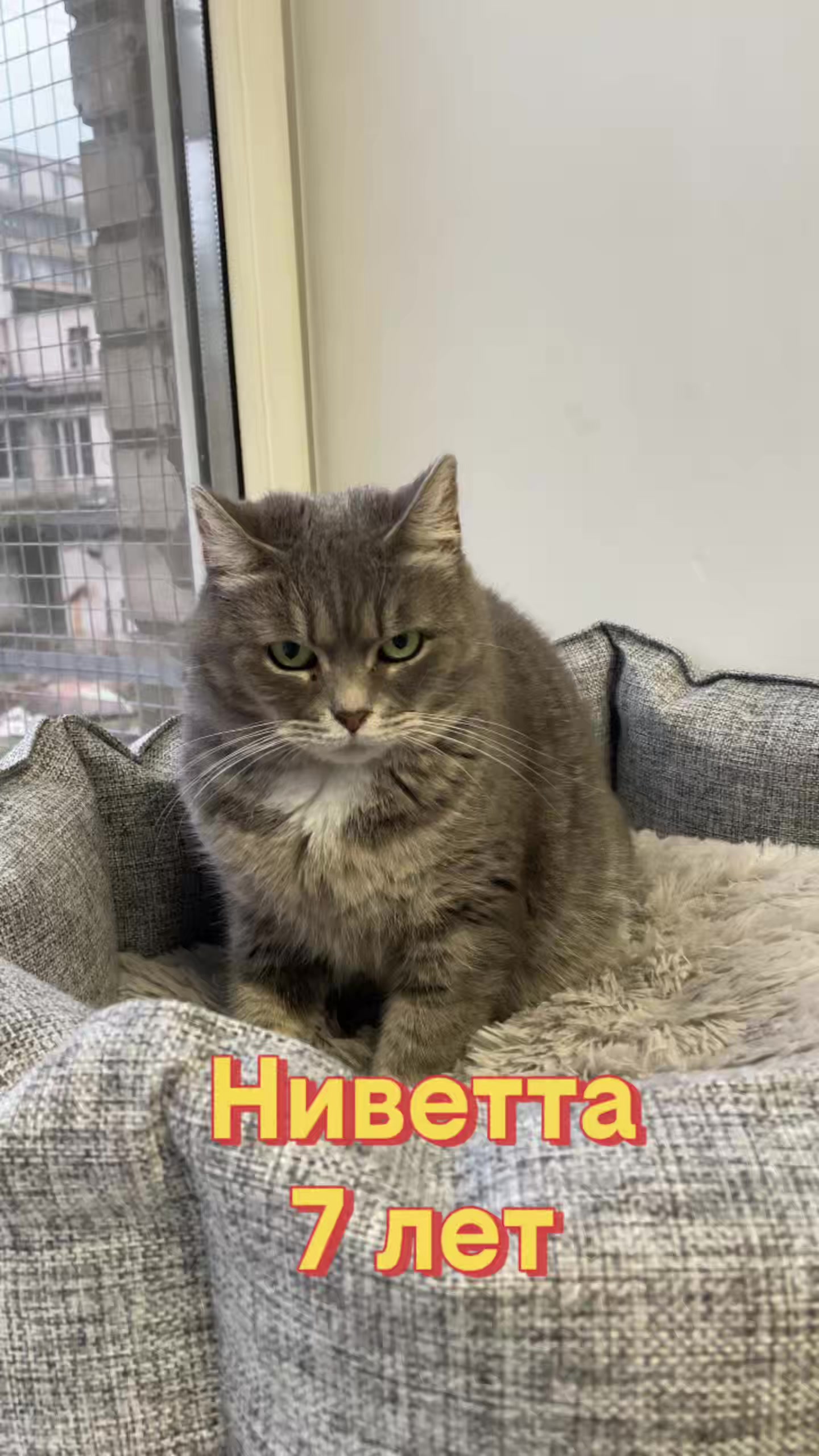@Приют Новый дом