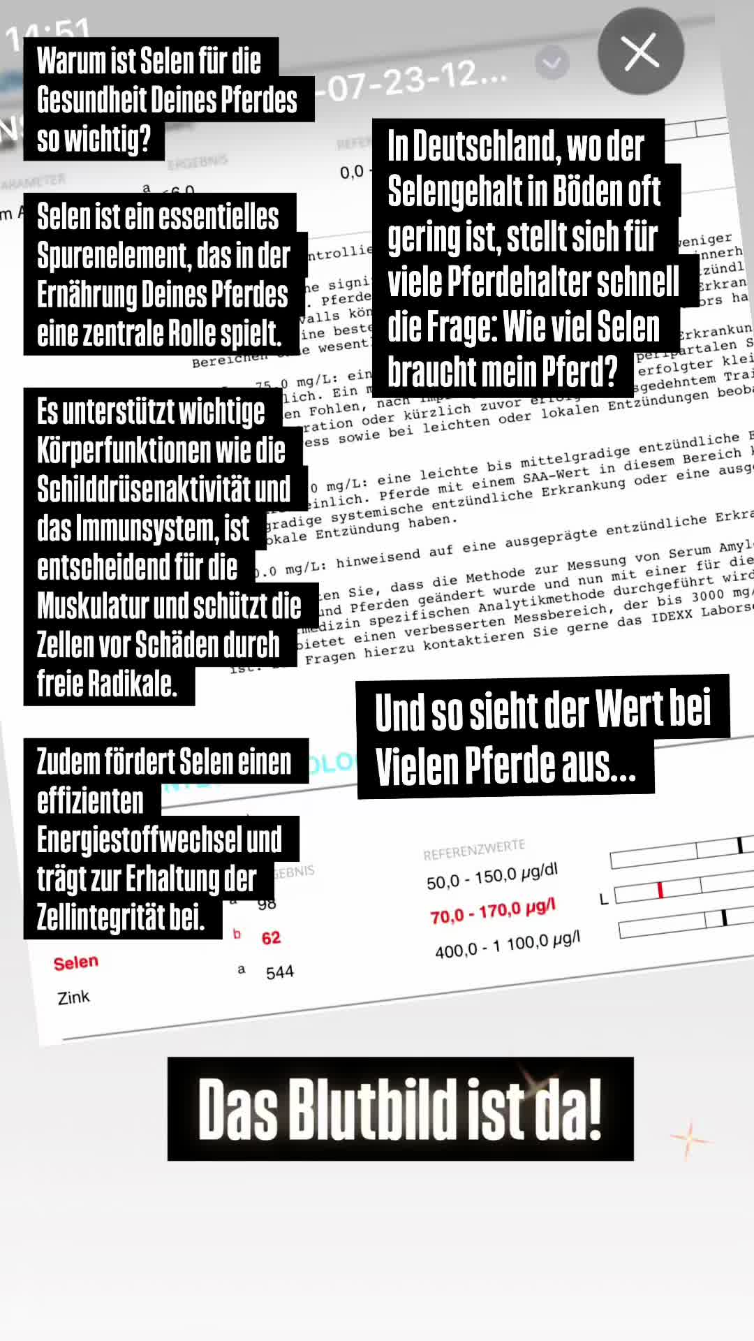 @Sissy und der wilde Pinsel
