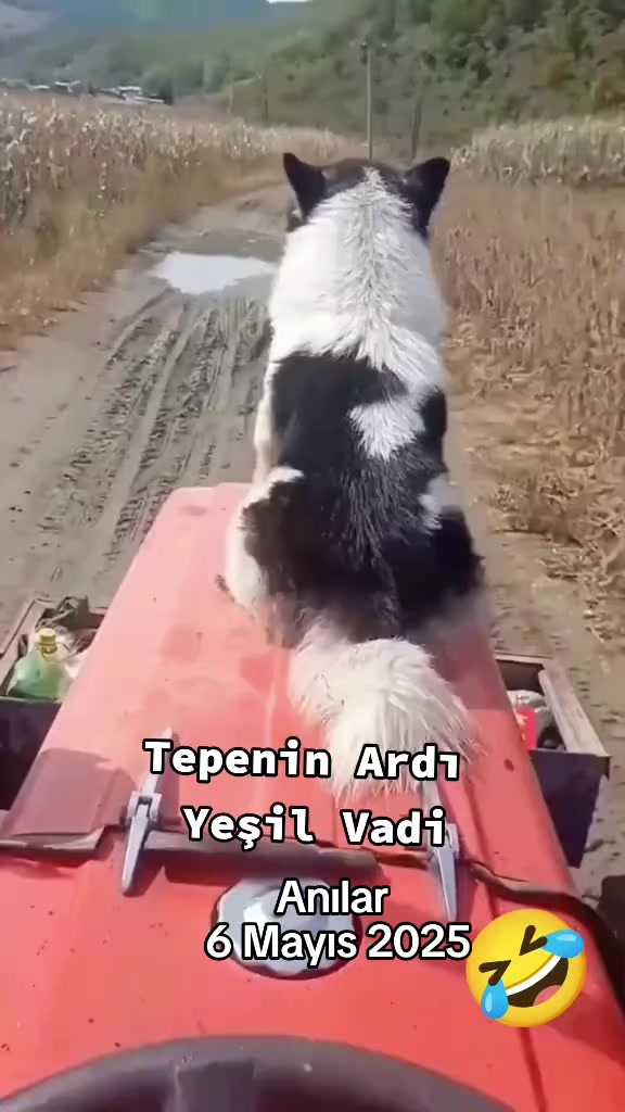@K&ouml;m&uuml;r G&ouml;zl&uuml;m