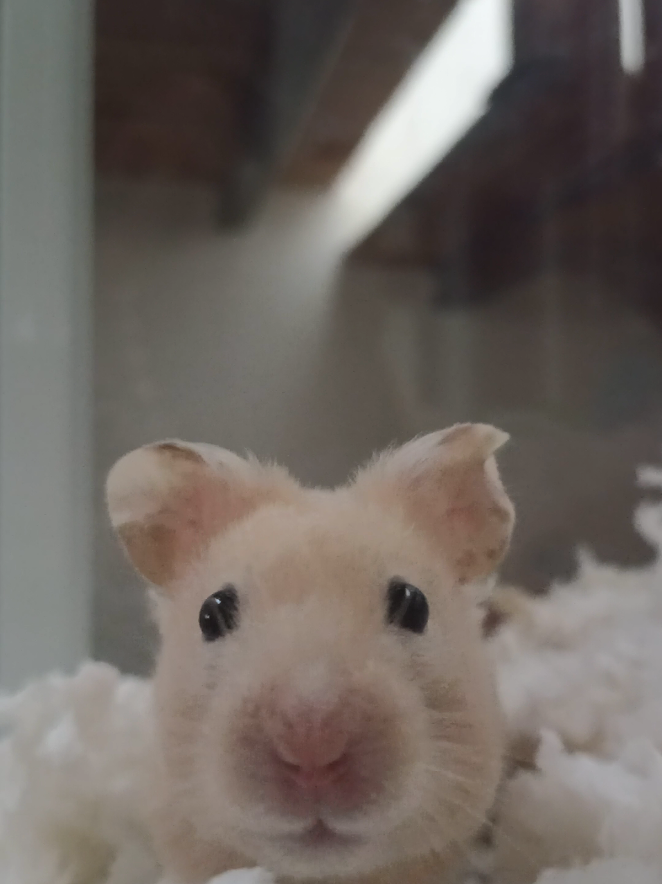 @Diariodeunhamster❤️🐹