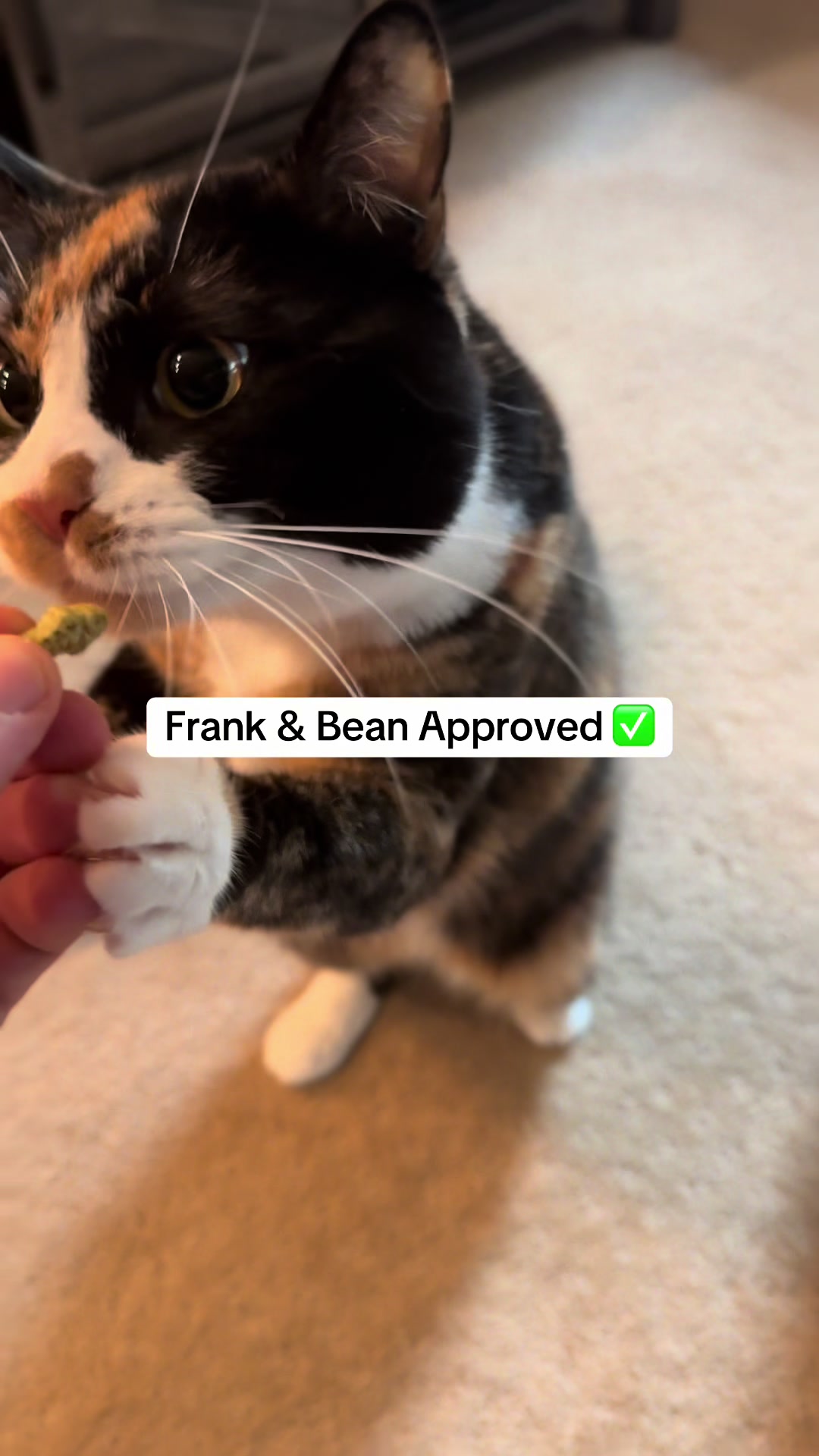 @Frank & Bean