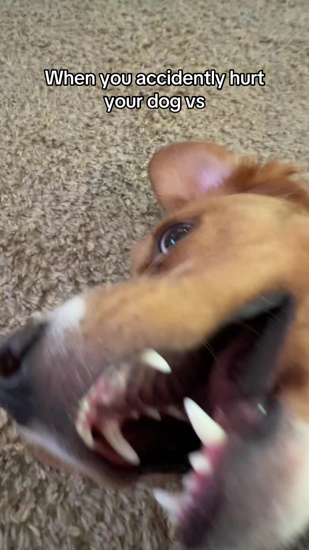 @My Dog’s Dope