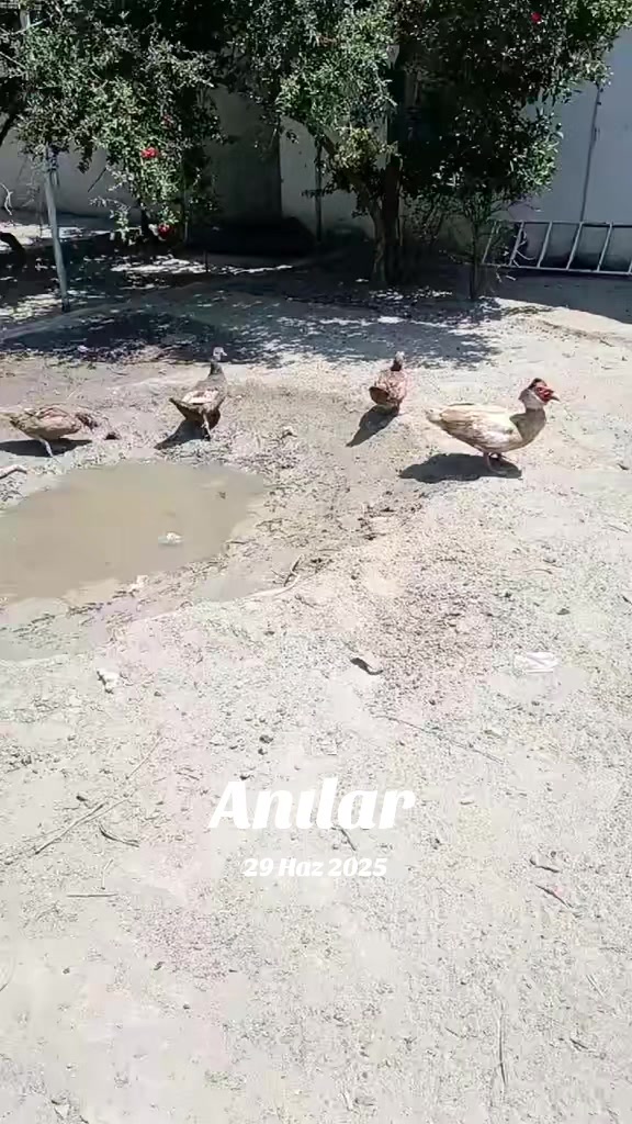 @MAŞTAĞA_QUŞCULUĞ