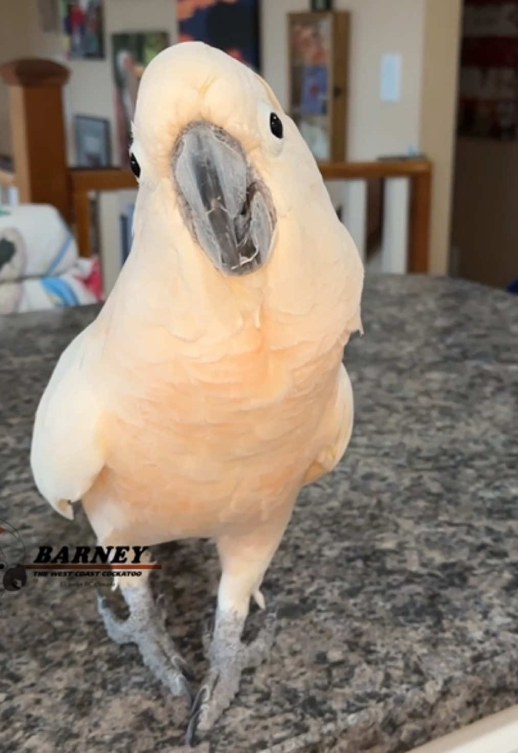 @Barney the West Coast Cockatoo