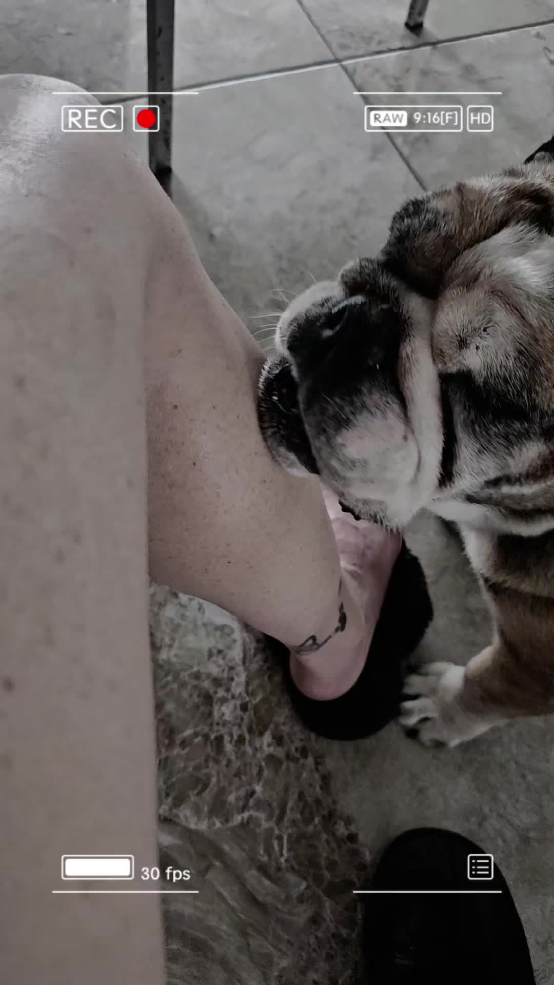 @vidadeperros