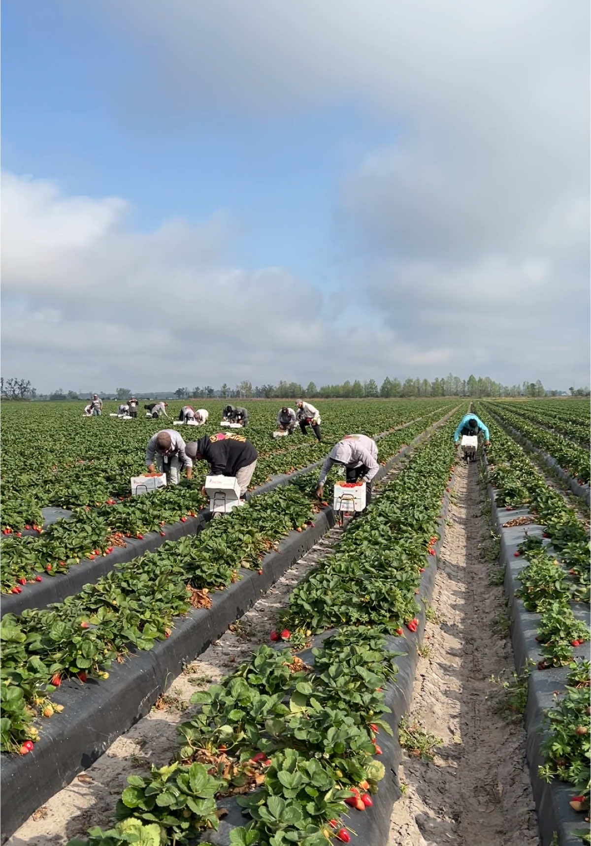 @AVL HARVESTING 👨&zwj;🌾