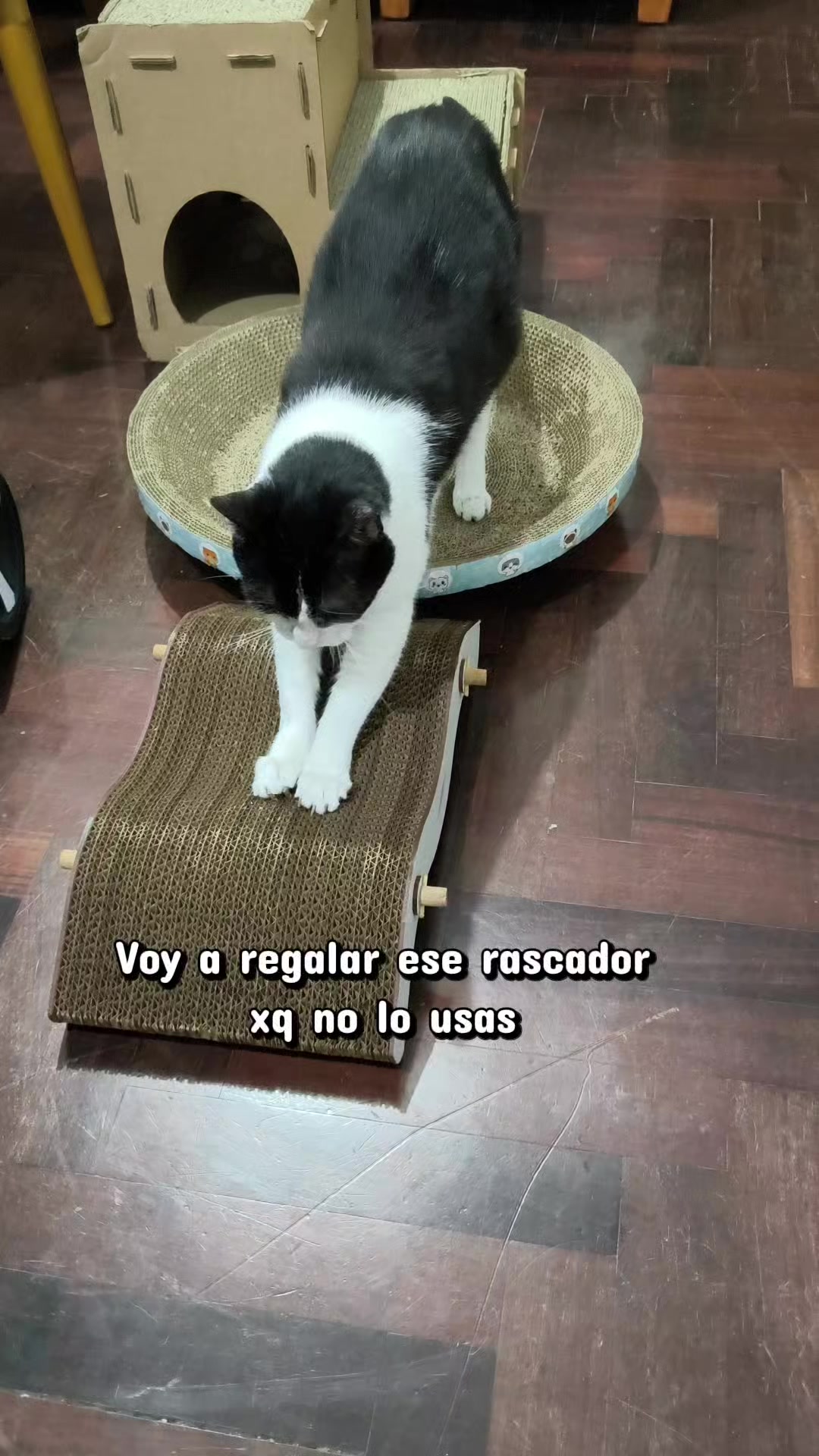 @Kiry Hols 🐈