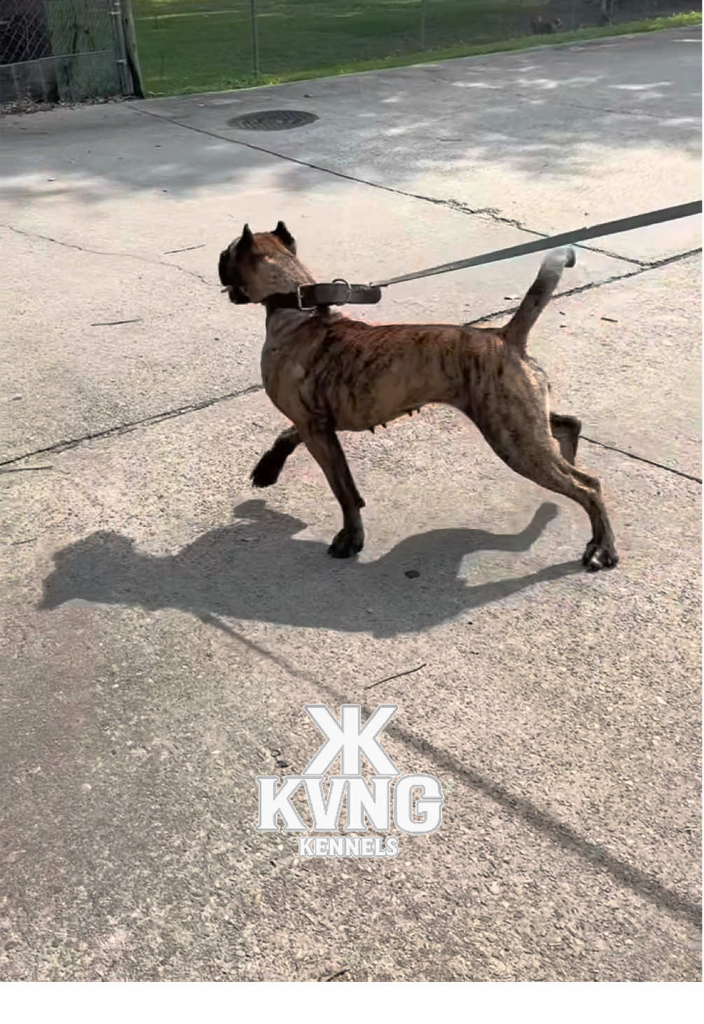 @KVNG KENNELS