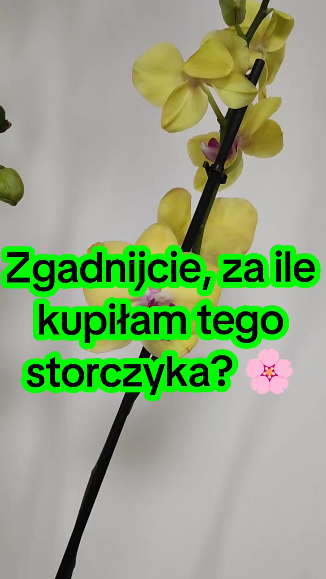 @Olha Poznan