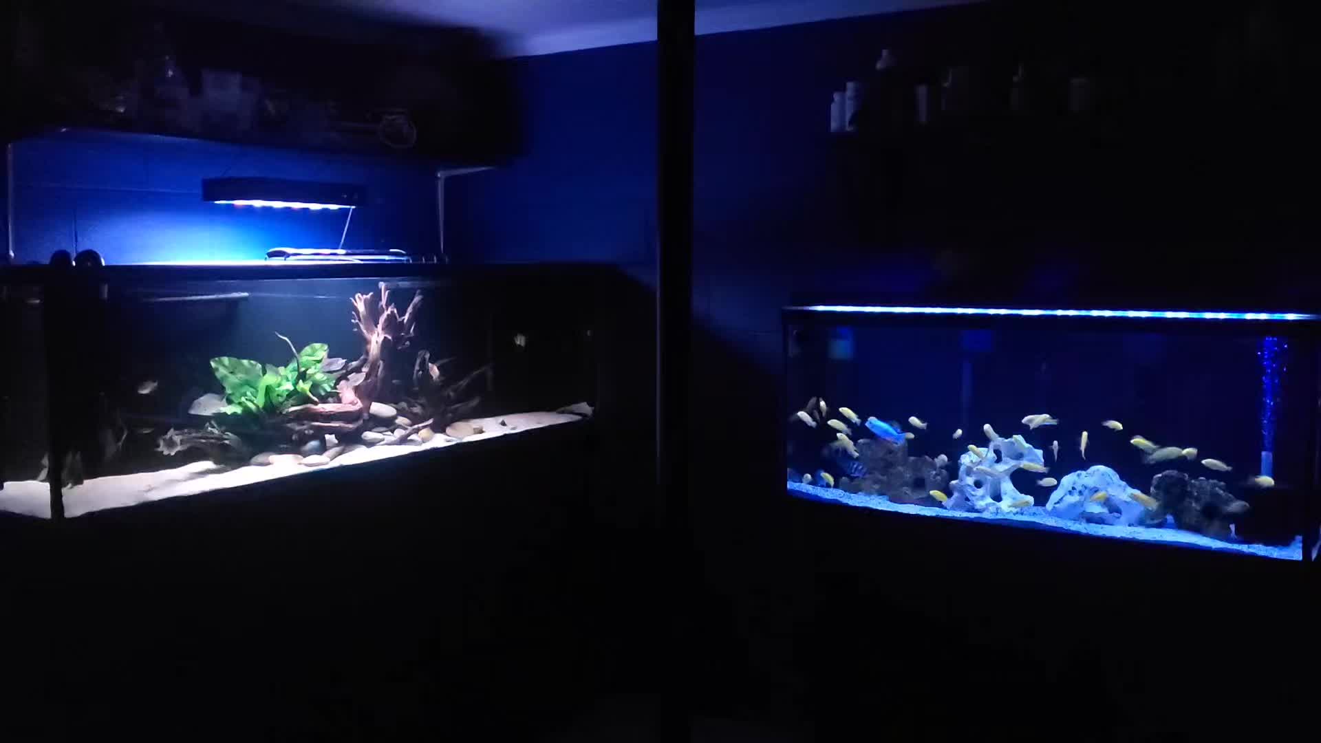 @Dave's Aquatics