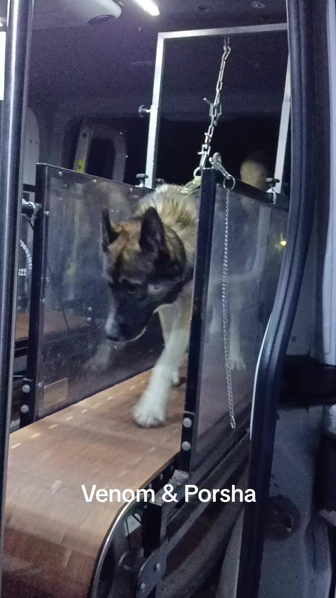 @Canine Conditioning