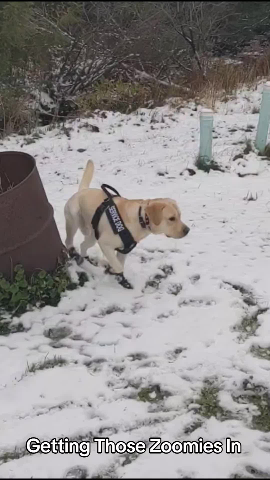 @Service Pup Milo