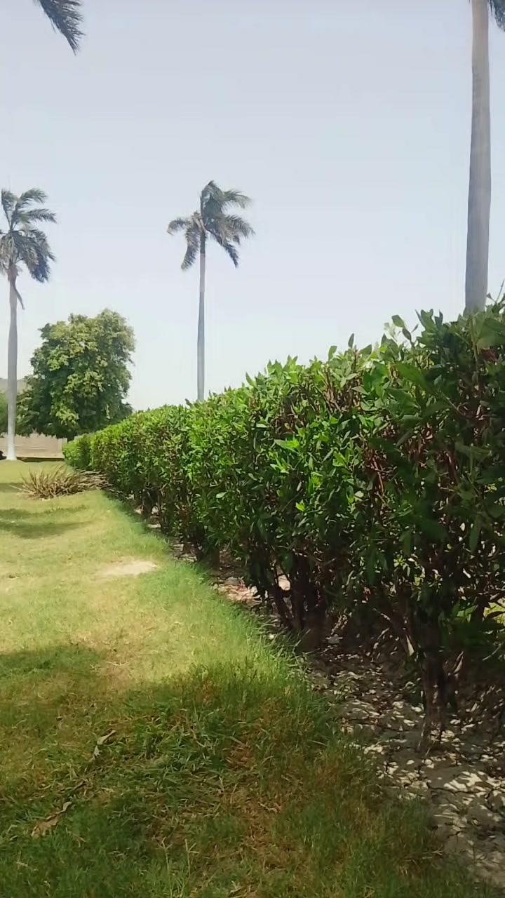 @barkat ali