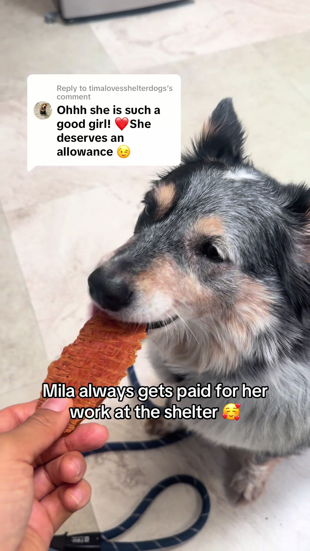 @emilyloves.shelterdogs