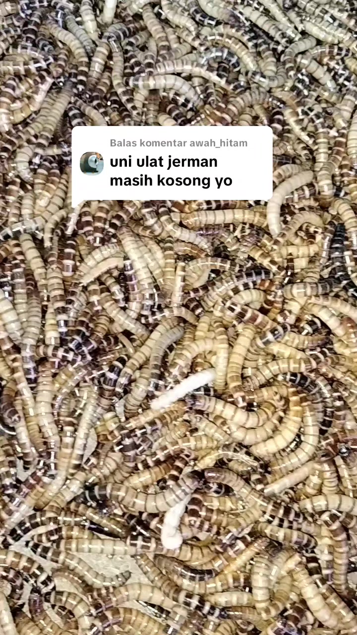 @UniJambi_Aquarium