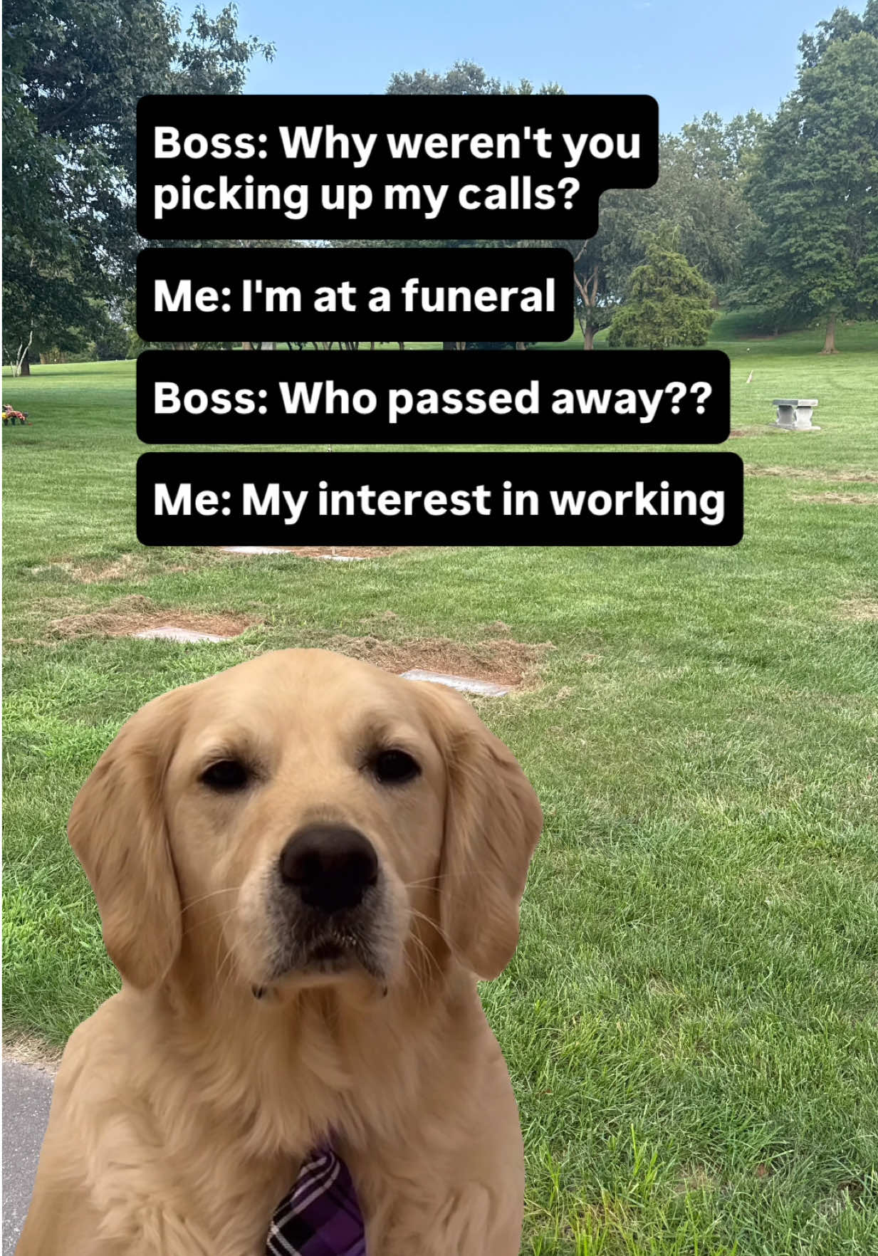 @Rigatoni The Golden